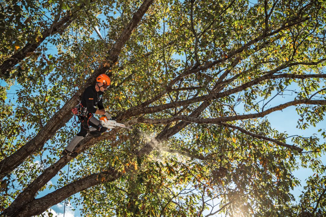 Stihl MA01-200-0016 MSA 220 TC-0 16 Inch Quick-Adjust 36V Battery-Powered Chainsaw (Bare Tool) - Ace Tool Group - Stihl