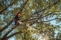 Stihl MA01-200-0016 MSA 220 TC-0 16 Inch Quick-Adjust 36V Battery-Powered Chainsaw (Bare Tool) - Ace Tool Group - Stihl